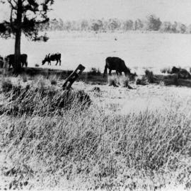 A Paddock in Seven Hills