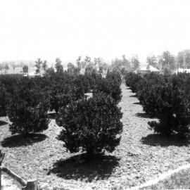 Best Family Orchards in Seven Hills 