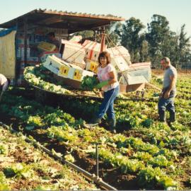 Market gardens, Meurants Lane Parklea