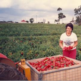 Market gardens, Meurants Lane Parklea