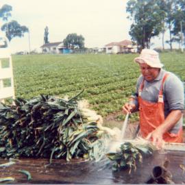Market gardens, Meurants Lane Parklea
