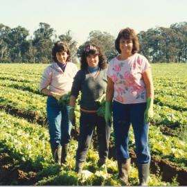 Market gardens, Meurants Lane Parklea