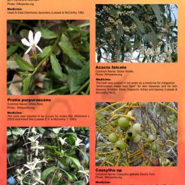 Native plants of Bungarribee and surrounding suburbs: Aboriginal Medicine Plants 1