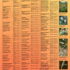 Native plants of Bungarribee and surrounding suburbs: Aboriginal Medicine Plants 2