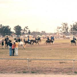 Horse event at Blacktown Showground