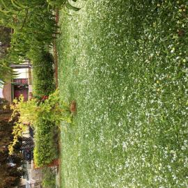 Hailstorm, Lethbridge Park, 2021