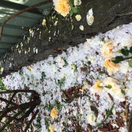 Hailstorm, Lethbridge Park, 2021