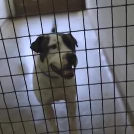 Relocation of Animals to Blacktown Animal Rehoming Centre, Glendenning, 2023