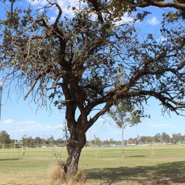Argyle Apple tree, Whalan Reserve