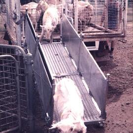 CSIRO sheep loading