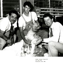 CSIRO sheep shearing