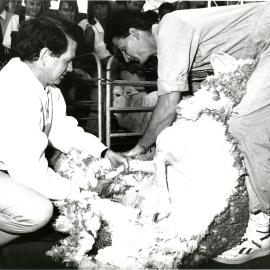 CSIRO sheep shearing