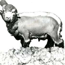 CSIRO shorn sheep