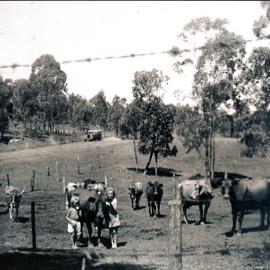 Mrs Odlum's cow paddock