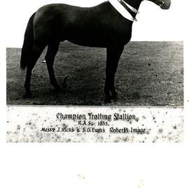 Robert's Image show-winning horse, 1935