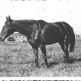 A horse on Bungarribee Estate