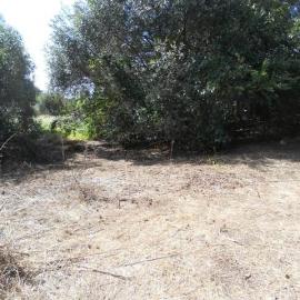 Site of the former Government Depot, Rooty Hill
