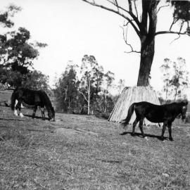 Horses on farm at Liberty Hall, Schofields